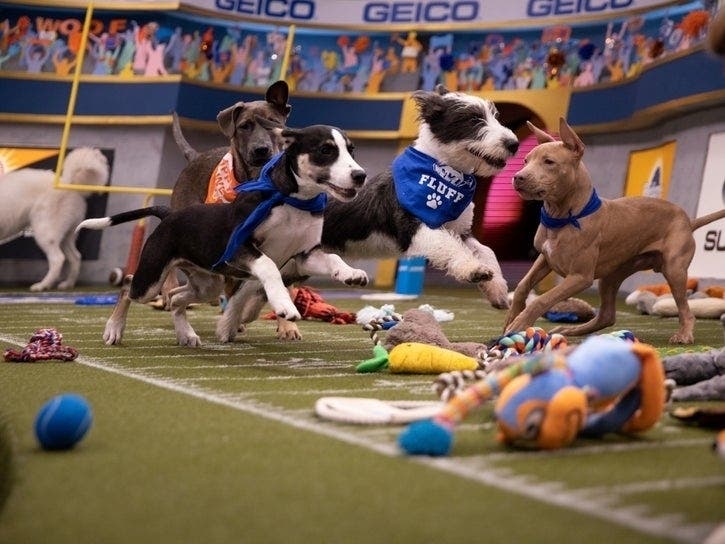 Animal Planet's Puppy Bowl will return for its 16th year Sunday, Feb. 2. The pre-game is taped in DC and three of the show's hosts are locals.