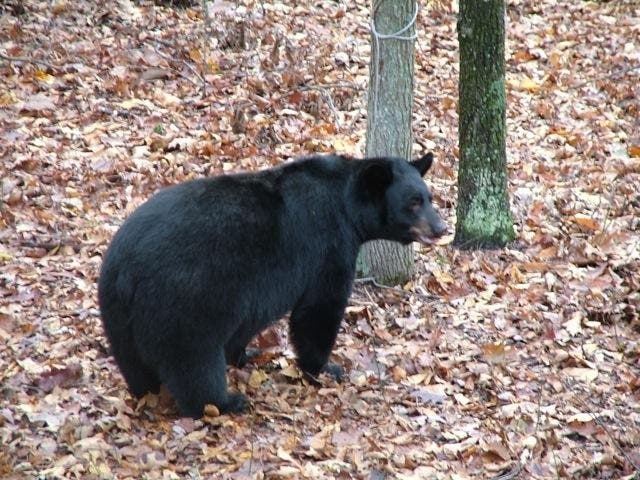 A black bear in the woods at Maryland's Sideling Hill in 2012.