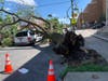 Strong winds from Tropical Storm Isaias toppled trees and brought down power lines in central and southern Maryland. This tree landed on a car on Orleans Street in Baltimore.