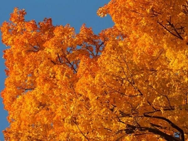 How to check on the arrival of fall colors across Maryland and best spots to enjoy the change of leaves.