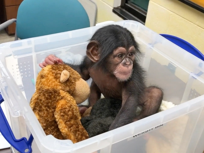 Maisie was selected as the name for the infant chimp at The Maryland Zoo following an online naming contest. 
