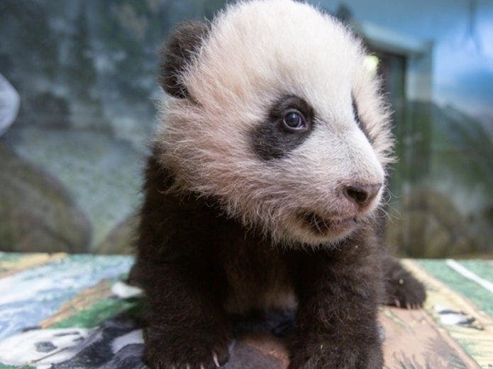 Xiao Qi Ji, the giant panda cub at the Smithsonian's National Zoo, made his public debut in a livestream on Wednesday.