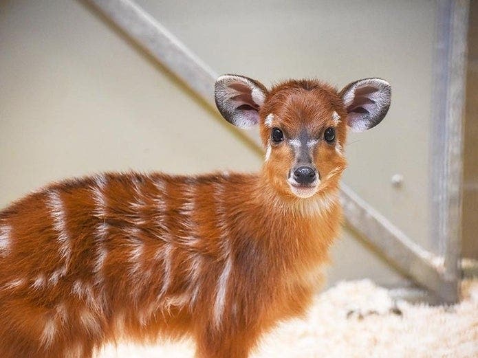 The sitatunga is a species of antelope native to Central Africa. June, a female sitatunga calf, was born Feb. 4 at the Maryland Zoo.
