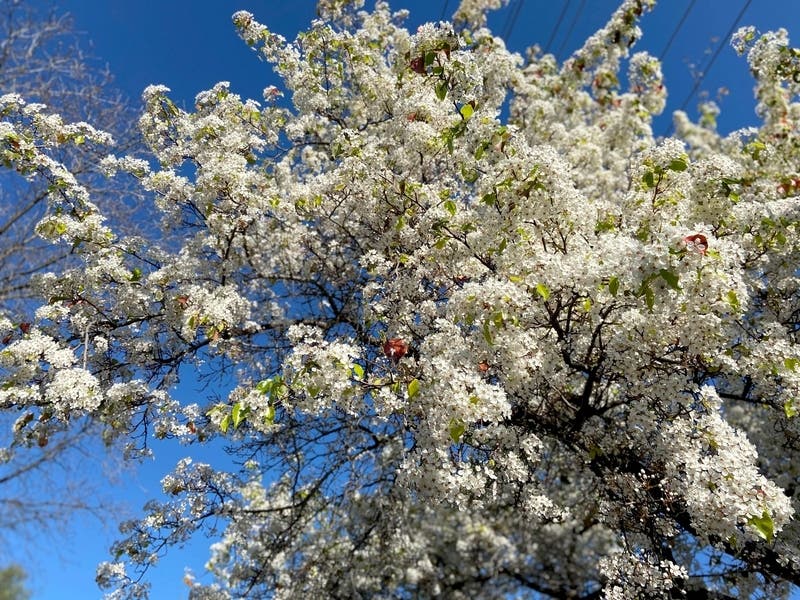 March 20 is officially the first day of spring. Here's what the latest spring 2021 forecast predicts for Maryland.