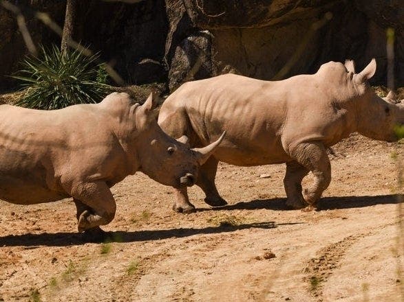 Southern white rhinos live almost exclusively in the country of South Africa, inhabiting the grassland and savannas. Two now call The Maryland Zoo home.