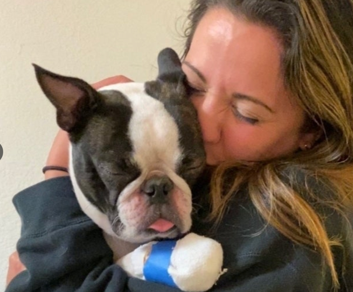 Boston terrier Fisher was with his family on vacation in Ocean City last July when he went missing. They were reunited after 9 months; the dog is recovering from an injured paw.