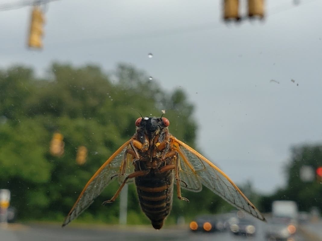 Plenty of people in Maryland noticed cicadas hitching a free ride over the past week, like this one on Ryan Ziolkowsk's car in Nottingham. Check out more photos of the cicada invasion below. 