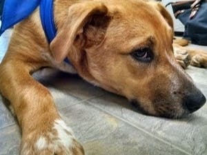 A Manatee County ban on pet sales affects businesses that sell cats and dogs for profit; it takes effect in a year. Animal welfare groups and shelters can still facilitate adoptions.