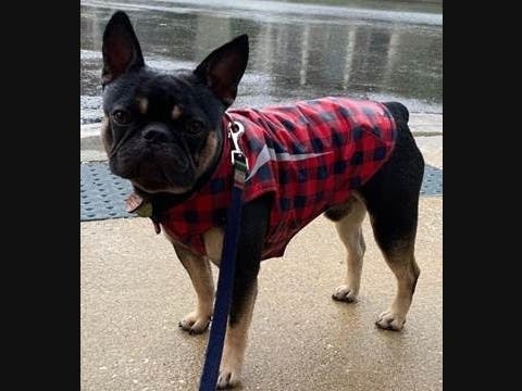 Alfred, a 1-year-old French bulldog, was stolen at gunpoint while on his evening walk Tuesday, according to Prince George's County Police.