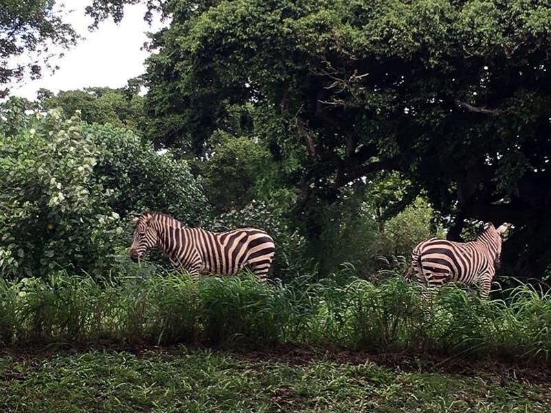 Several zebras escaped an exotic animal farm in Prince George's County this fall. The last two on the loose have finally returned home. Their owner, Jerry Lee Holly, faces three charges of animal cruelty.