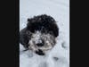 Readers shared their photos of the Jan. 3 winter storm for Patch's gallery of Montgomery County's snow day. This pooch in Rockville loved the snow.
