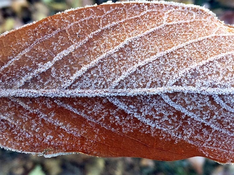 The National Weather Service has issued a frost advisory and a hazardous weather outlook for parts of Northern Virginia. Here's what you need to know.