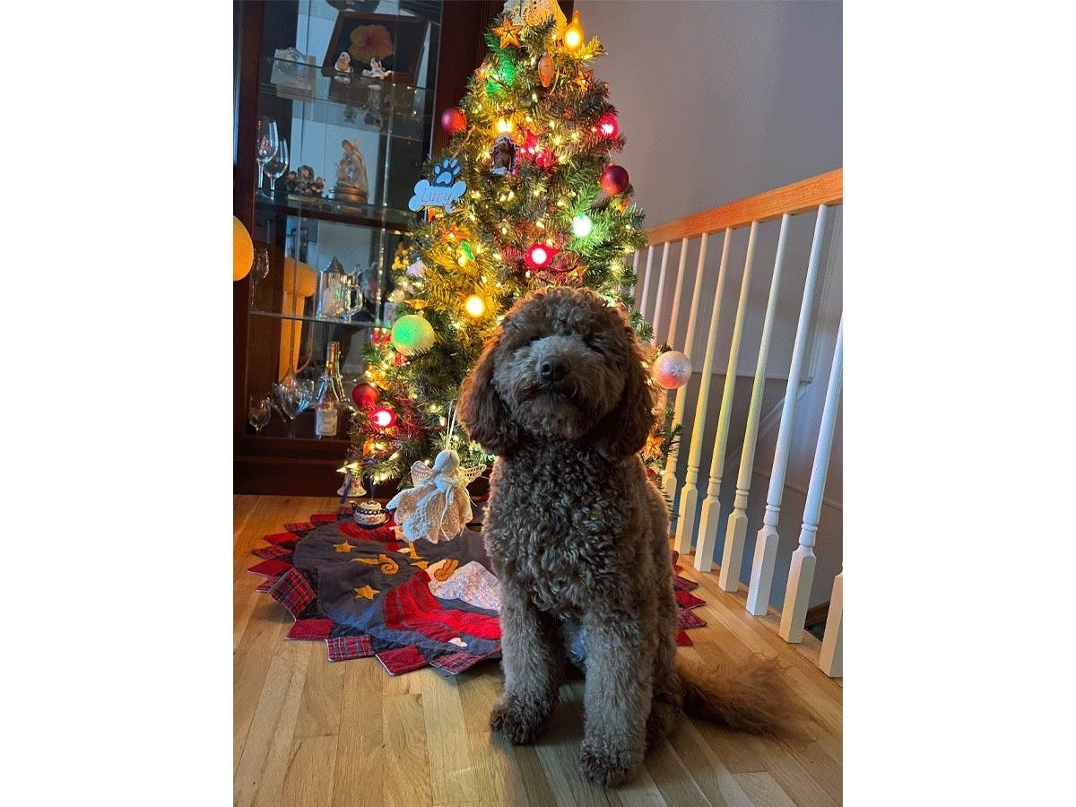 Lucy patiently waits for Christmas in Rockville. Check out more reader photos of their pets.
