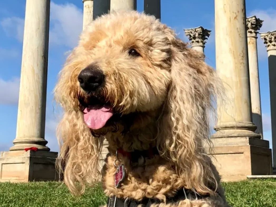 This photo of Sandy the Goldendoodle was submitted by Jackie Camer of Silver Spring for National Dog Day.