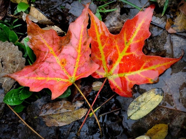 Fall Weather In Florida Early Fall Outlook Released: When FL Can Expect Break From Heat | Tampa ...
