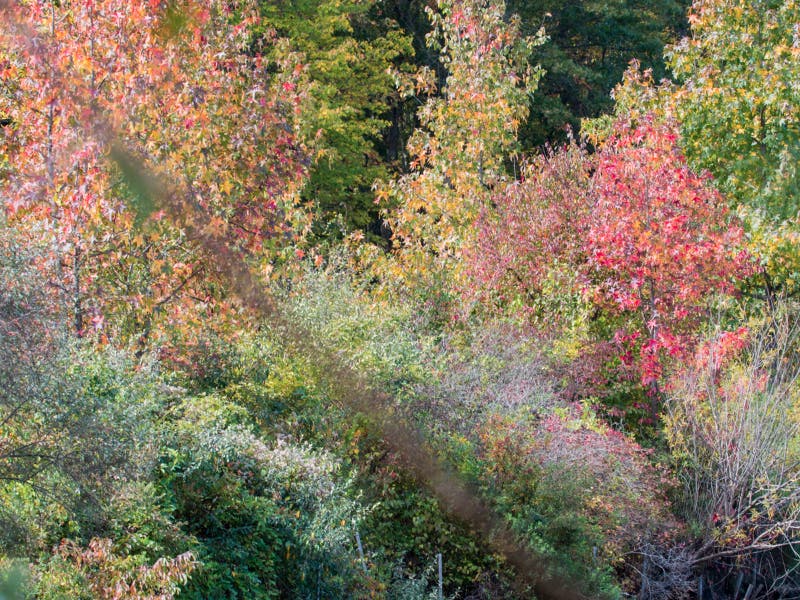 Fall Foliage at the EEC