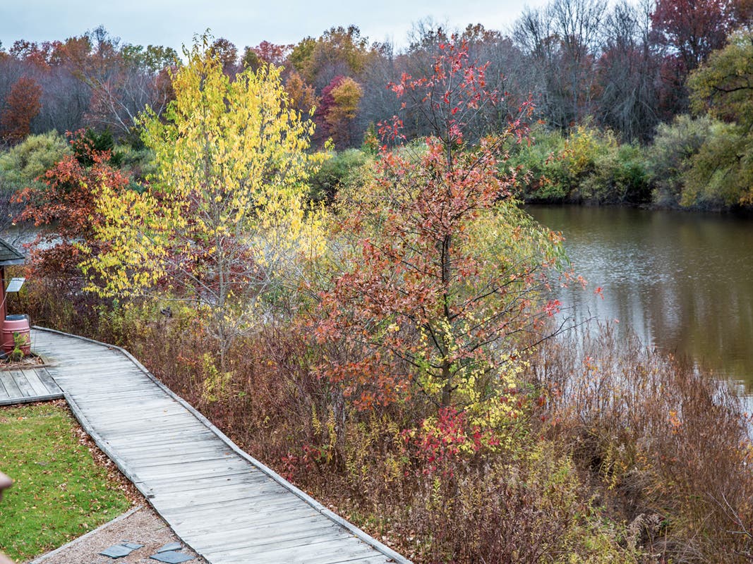 The Boardwalk at the EEC