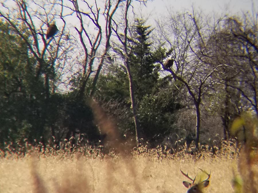 Bald Eagle at Neshanic Valley Golf Course