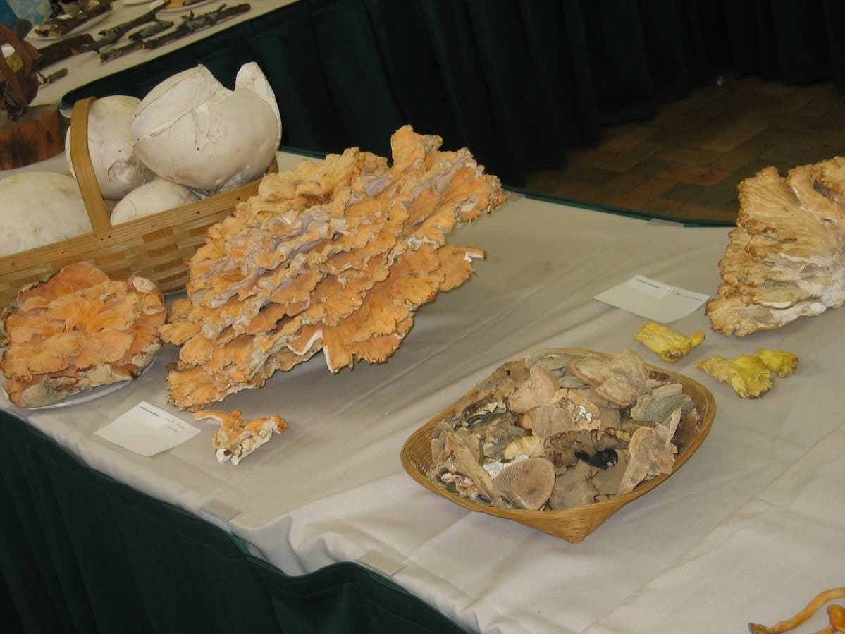 Some of the mushrooms shown at prior Botanic Garden exhibit