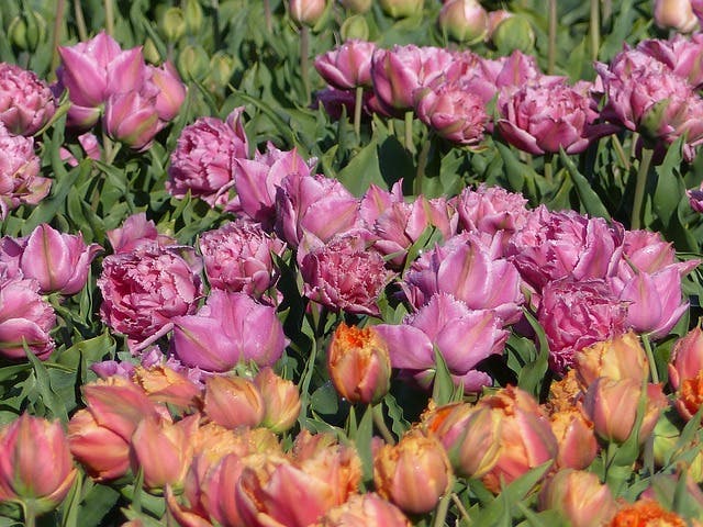 Plant it Forward: Best Blooming Bulbs for Beneficials