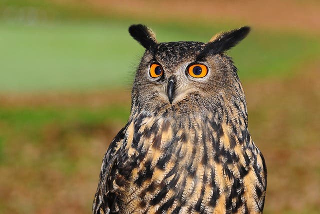 The Wise Guys of Long Island...Owls!