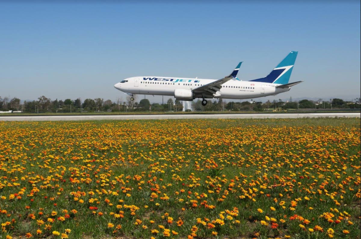 Recent heavy rains have resulted in a profusion of wildflowers at the airfield at Los Angeles International Airport.