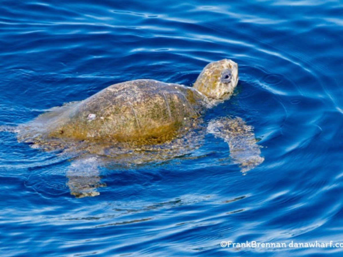 Olive Ridley sea turtle was seen off Dana Point and Laguna Beach by Dana Wharf Whale Watching crew.