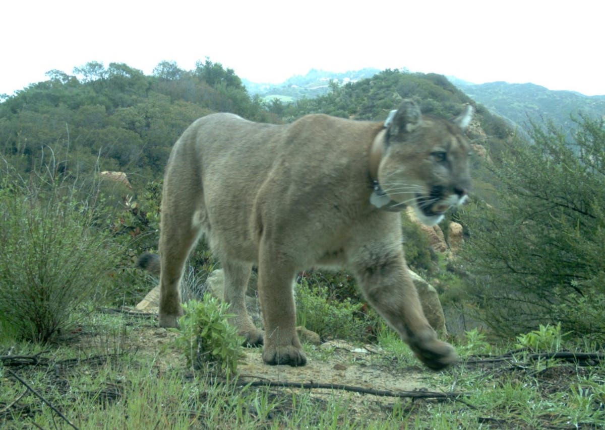 The mountain lion known as P-47 died before he could help diversity the local gene pool.