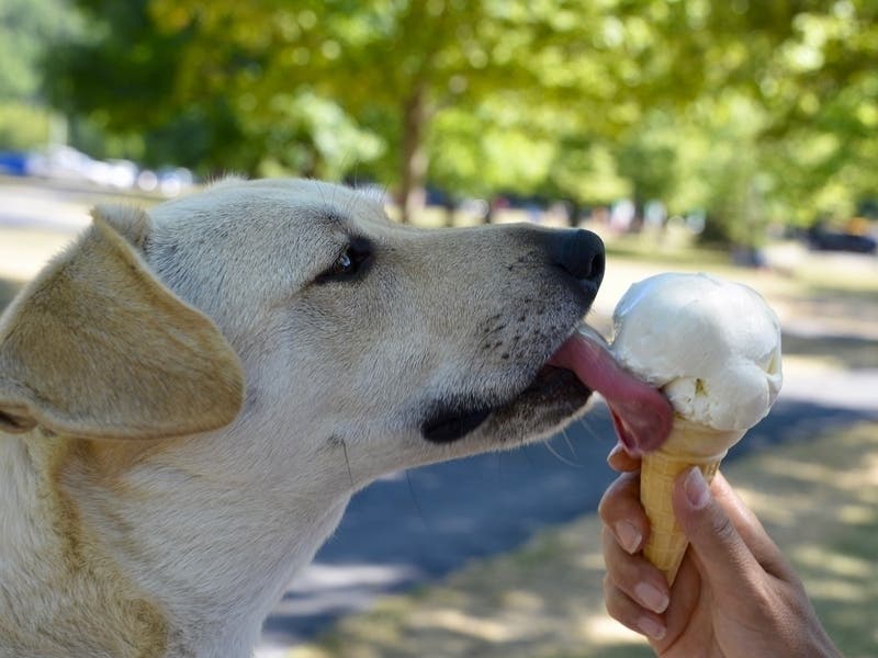 The Friends of the Sepulveda Basin Off-Leash Dog Park are holding a photo contest fundraiser.