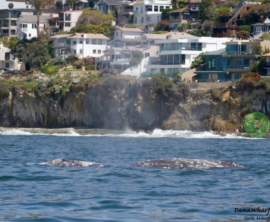 Dana Point is now trademarked as the Dolphin and Whale Watching Capital of the World.