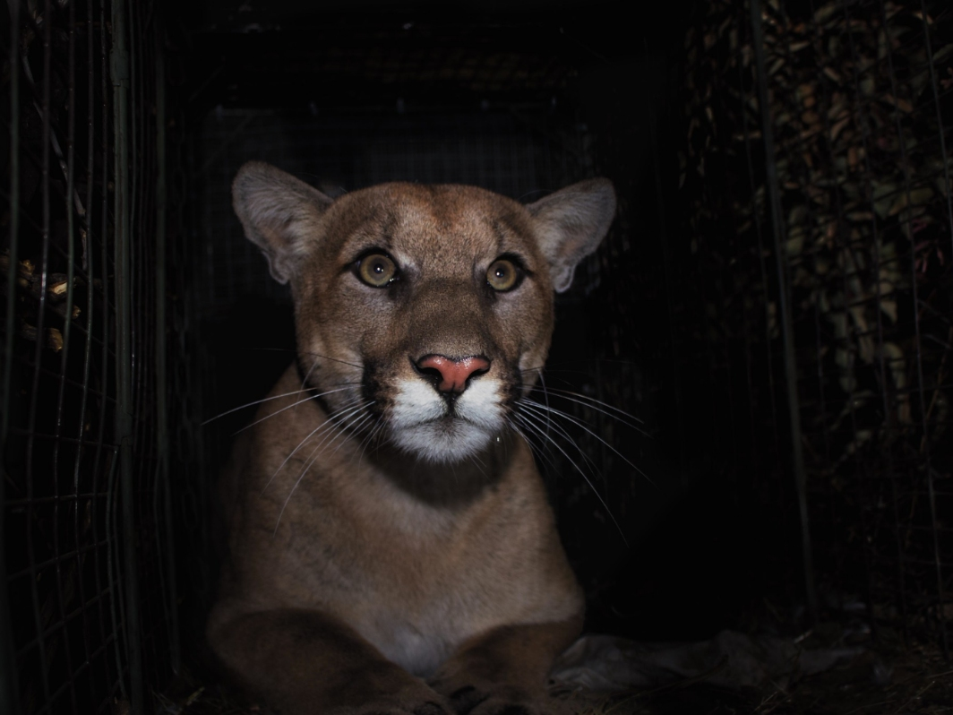 P-61, the lion famous for crossing the 405, was being chased by another lion when he died trying to cross the freeway a second time.