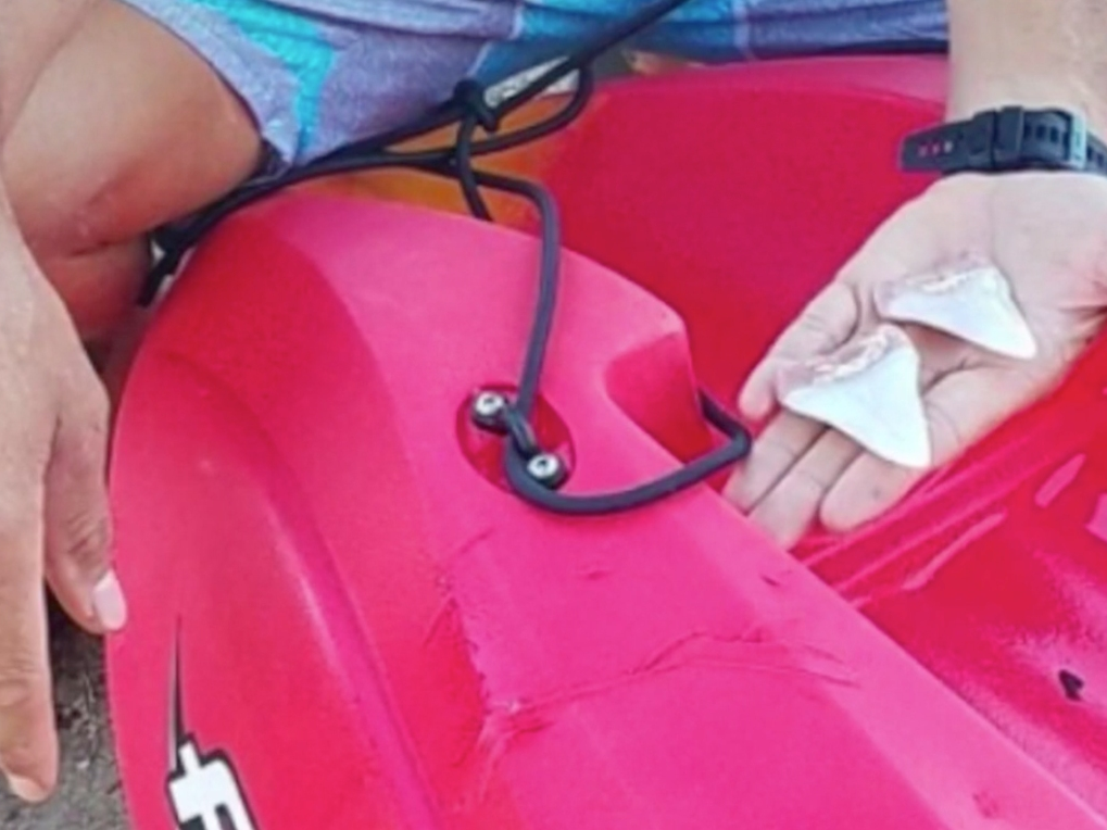 A kayaker was lucky he only had two huge shark teeth to show for his run-in with a large great white shark off Catalina Island.