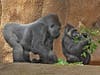 Expectant parents, western lowland gorillas Kelly and N'djia​, will have their first baby sometime before January at the Los Angeles Zoo.