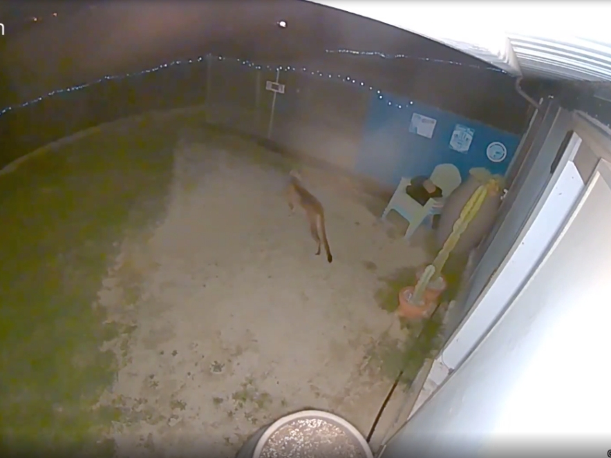 A  big cat spent hours prowling in the yard of a Simi Valley home recently, and the whole thing was caught on tape.