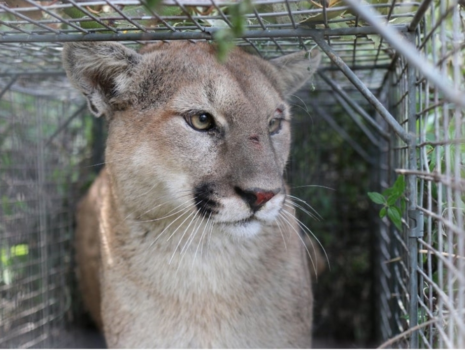 Accusing state officials of undermining conservation by allowing a rancher to kill a lion, city leaders consider paying people to coexist.