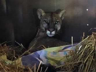 A couple in Monrovia got the scare of their lives Thursday morning when they realized that mountain lion had moved into their crawl space. It was the roaring that gave the lion away.