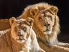 Hubert and Kalisa were 21-year-old cats and longtime companions who arrived at the zoo together in 2014.