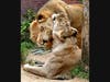 Hubert and Kalisa were 21-year-old cats and longtime companions who arrived at the zoo together in 2014.