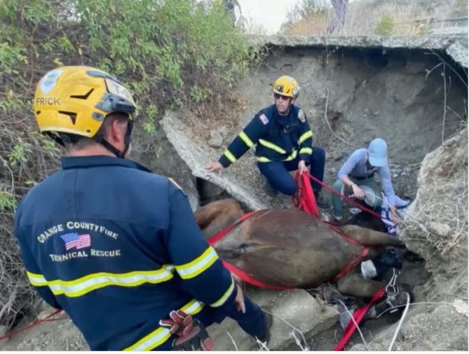 The technical rescue team from Orange County Fire Authority worked to free a horse that was stuck between broken concrete and exposed rebar. 