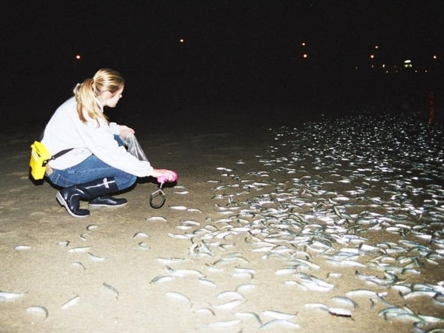 How To Catch This Weekend s Grunion Run In Long Beach Long Beach CA 