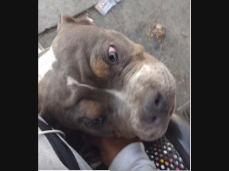 A pit bull puppy was stolen Nov. 2 from its owner's yard, according to the Los Angeles Police Department.
