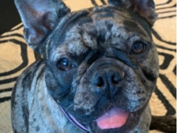 Rosie, a 9-month-old French bulldog, was stolen from her owner in a violent robbery in San Francisco.
