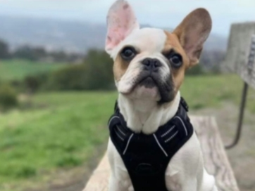 The Alameda County Sheriff’s Department is encouraging a group of armed robbers to return Tito, the French Bulldog to its owners in Castro Valley.