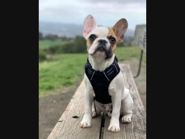 The Alameda County Sheriff’s Department is encouraging a group of armed robbers to return Tito, the French Bulldog to its owners in Castro Valley. 