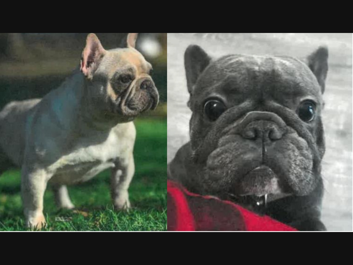 Rhino and Blue were stolen from their owners at gunpoint Nov. 12 on the Sixth Street Viaduct connecting Boyle Heights and downtown Los Angeles.