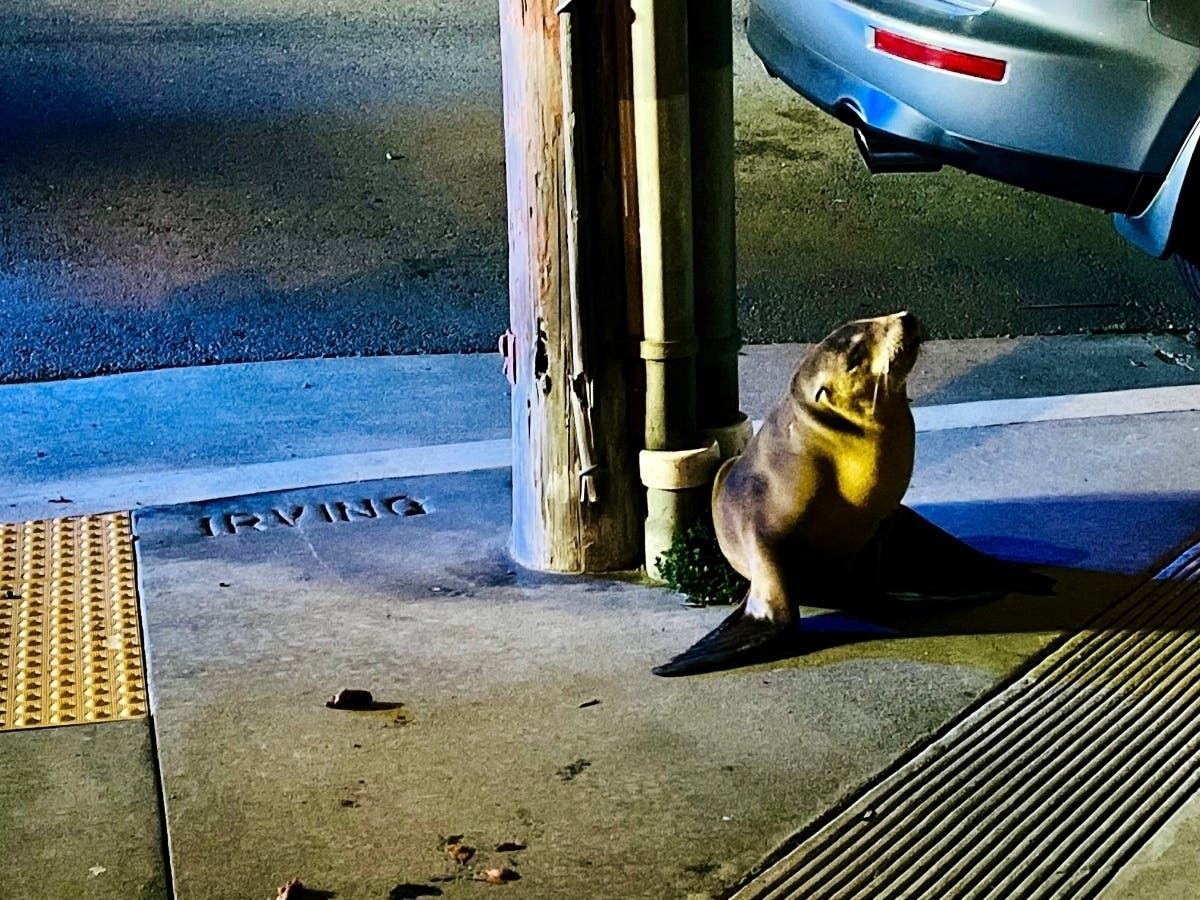 The sea lion pup, which rescuers named "Irving."