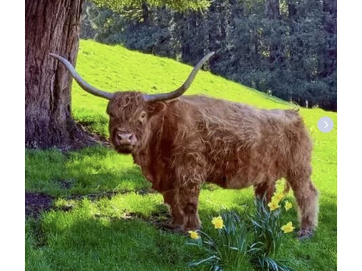 Fire crews and big animal veterinarians waged a grueling, hours-long rescue on a steep Sonoma County hillside, drawing an emotional outpouring from across the North Bay as a community rallied around 19-year-old Scottish Highland cow, Lucy.