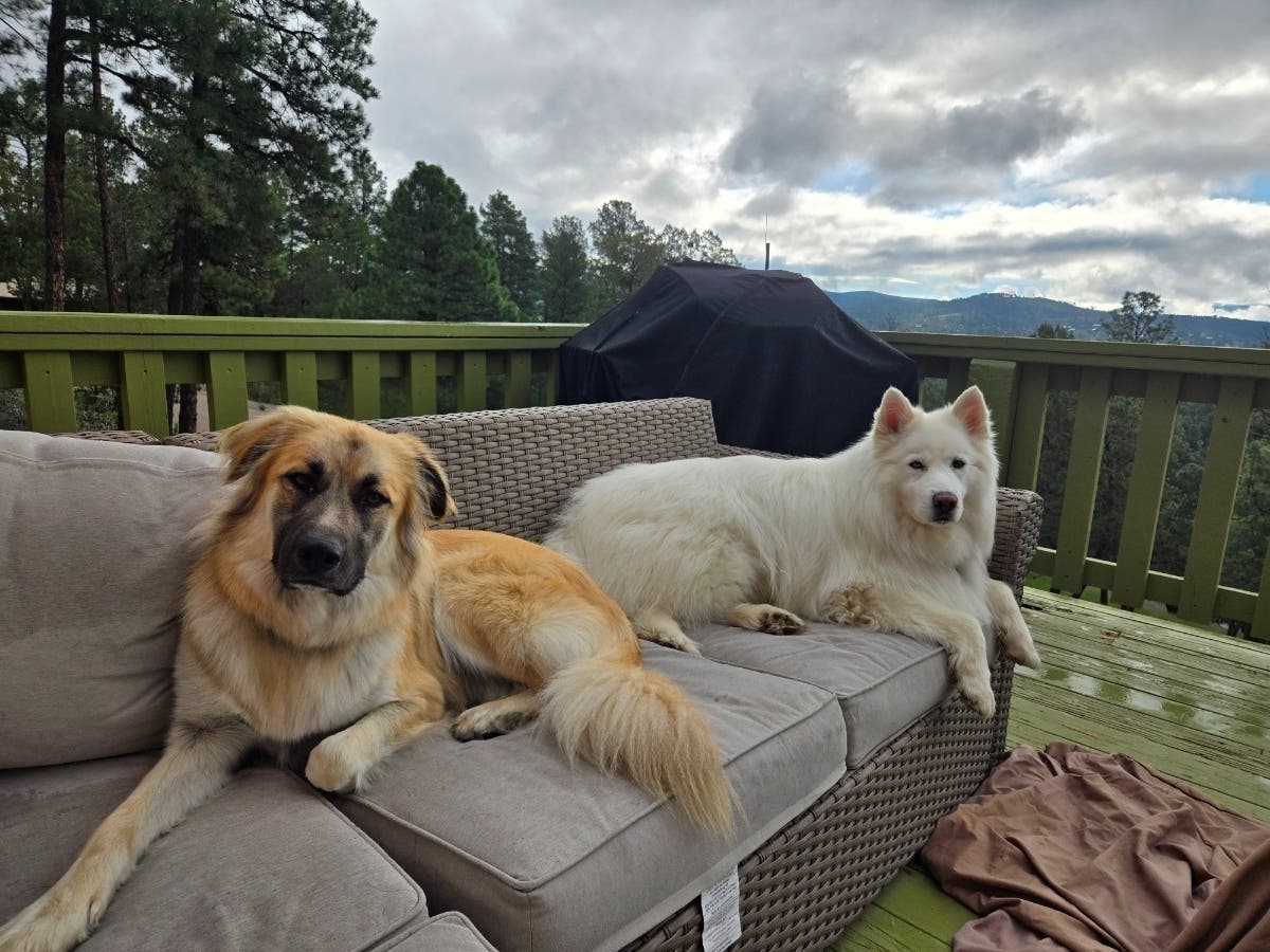 Summer, an Anatolian Shepard, and Winter, an Alaskan Husky, were both killed over the weekend by a mountain lion in Yucaipa.