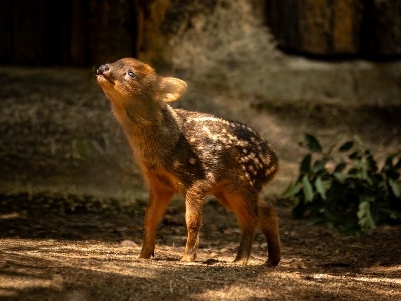 The newborn is now visible to visitors alongside her mother at the Safari Park in Escondido.