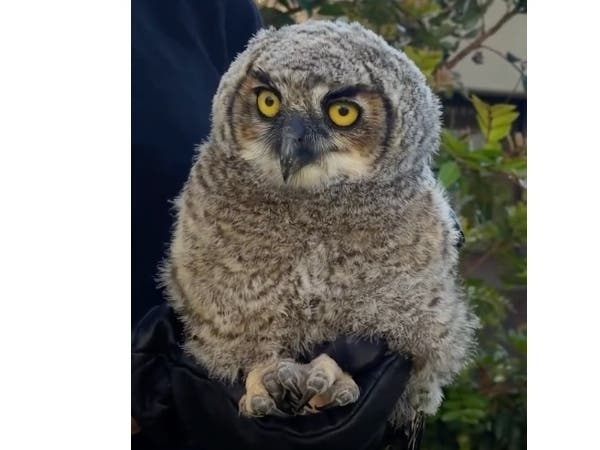 Redondo Beach Animal Services has issued a public service announcement saying that baby owls who fall out of nests should be left alone.
